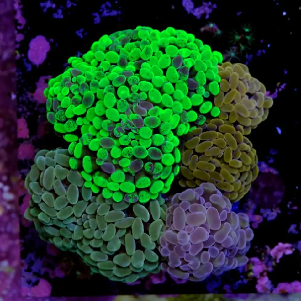 Euphyllia garden  2