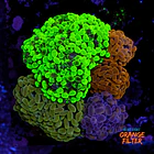 Euphyllia garden  1