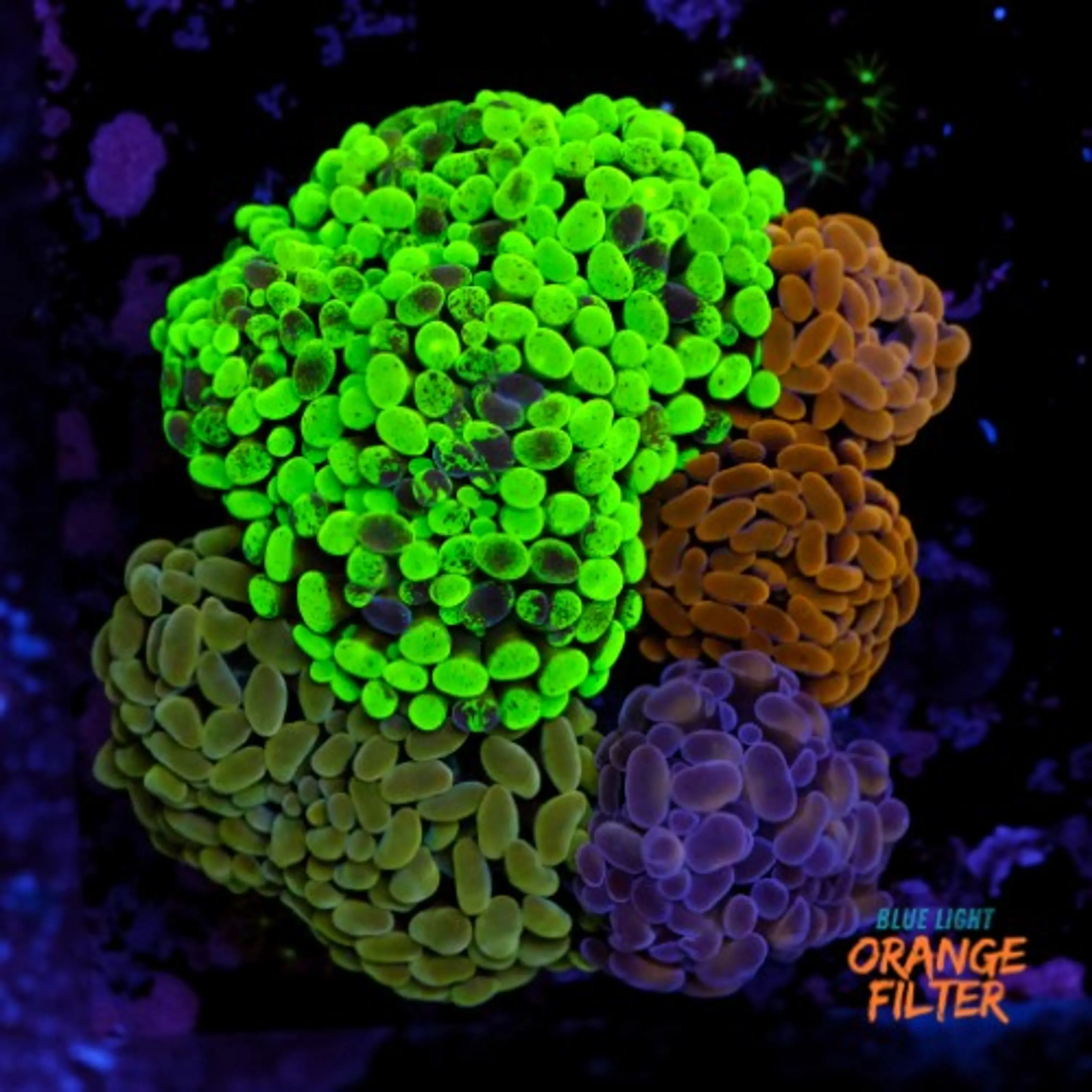 Euphyllia garden 