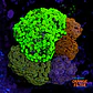 Euphyllia garden  - Thumbnail 1