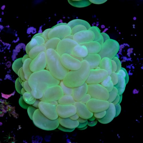 Plerogyra sinuosa 2