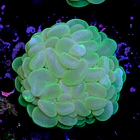 Plerogyra sinuosa 2