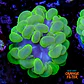Plerogyra sinuosa (+10cm) - Thumbnail 1