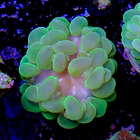 Plerogyra sinuosa 2