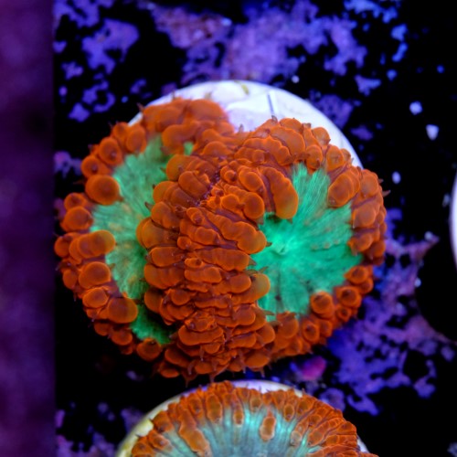Blastomussa  2