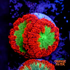Blastomussa  1