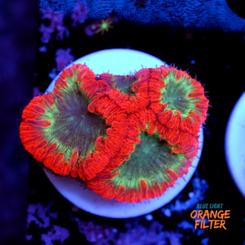 Blastomussa 1