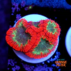 Blastomussa 1