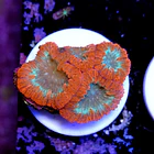 Blastomussa 2