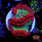Blastomussa 1
