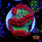 Blastomussa - Thumbnail 1