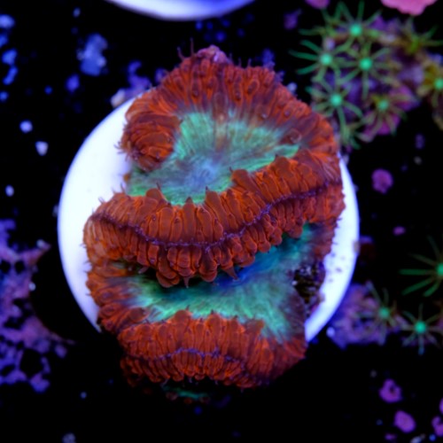 Blastomussa 2