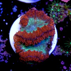Blastomussa 2