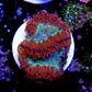 Blastomussa - Thumbnail 2