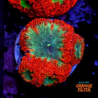 Blastomussa 1