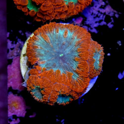 Blastomussa 2