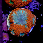 Blastomussa 2