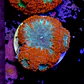 Blastomussa - Thumbnail 2
