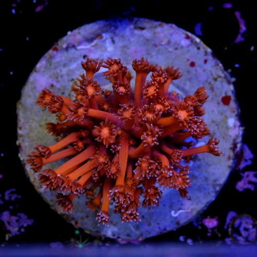 Goniopora red 2