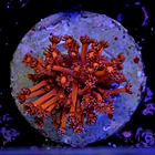 Goniopora red 2
