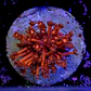 Goniopora red - Thumbnail 2