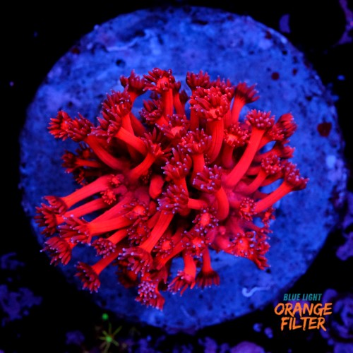 Goniopora red 1