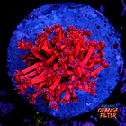 Goniopora red 1
