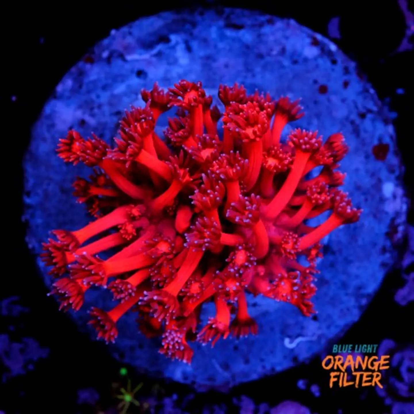 Goniopora red 1