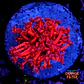 Goniopora red - Thumbnail 1