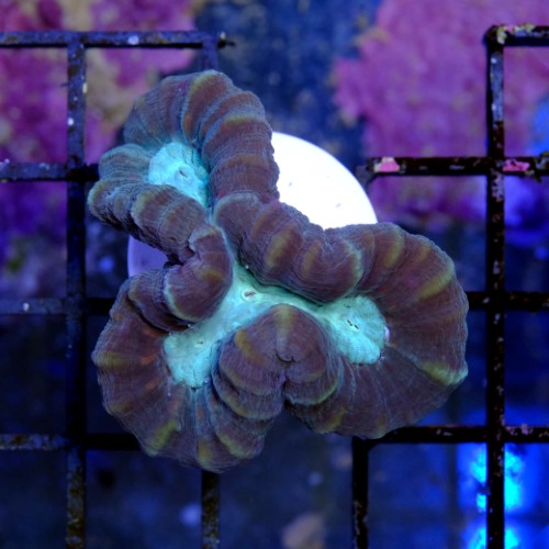 Caulastrea coca cola 2