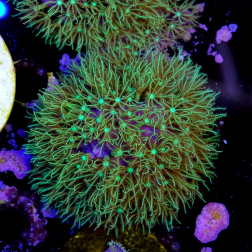 Pachyclavularia viridis 2