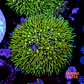 Pachyclavularia viridis - Thumbnail 1