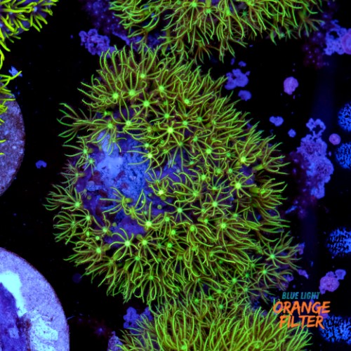 Pachyclavularia viridis 1
