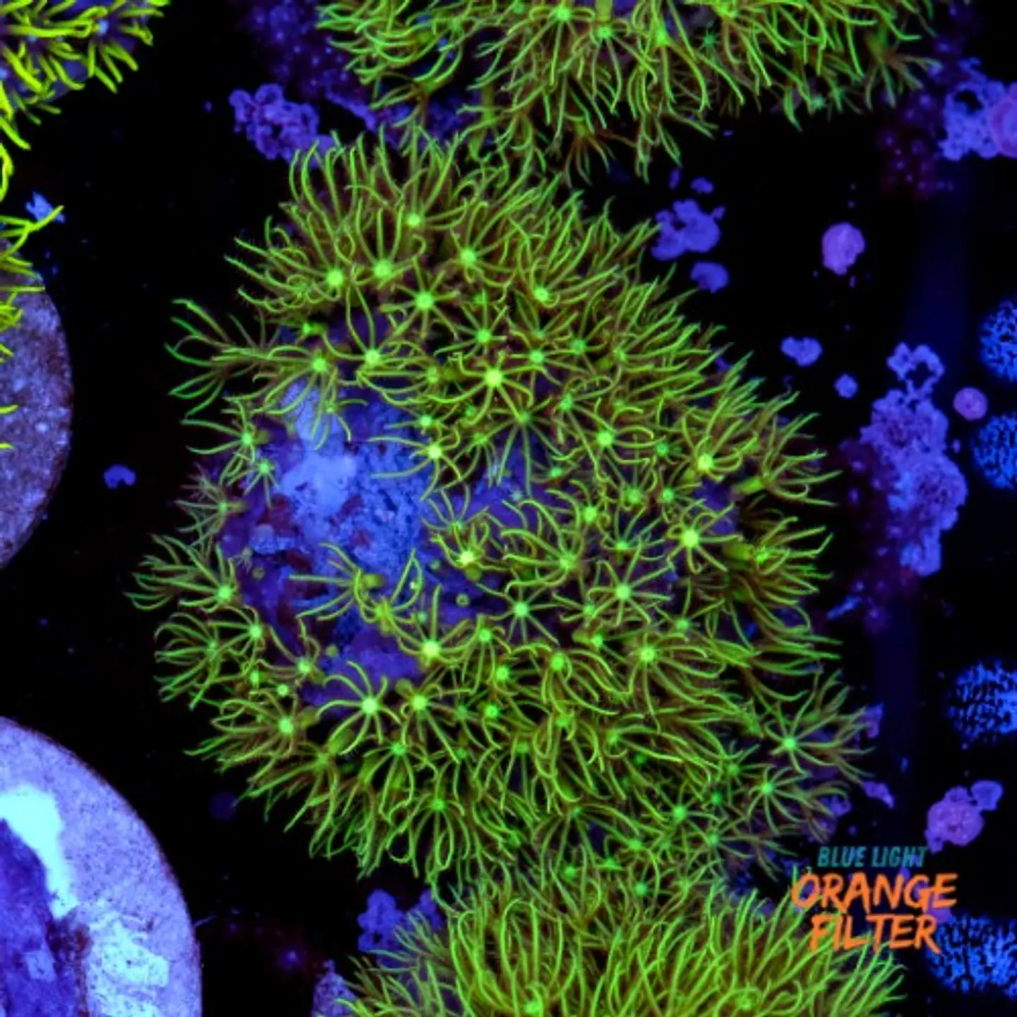 Pachyclavularia viridis 1