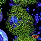 Pachyclavularia viridis - Thumbnail 1