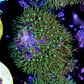 Pachyclavularia viridis - Thumbnail 2