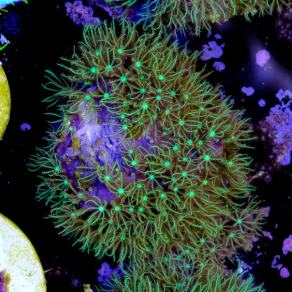 Pachyclavularia viridis 2