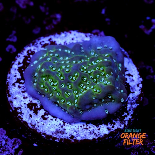 Montipora undata 1
