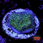 Montipora undata 1