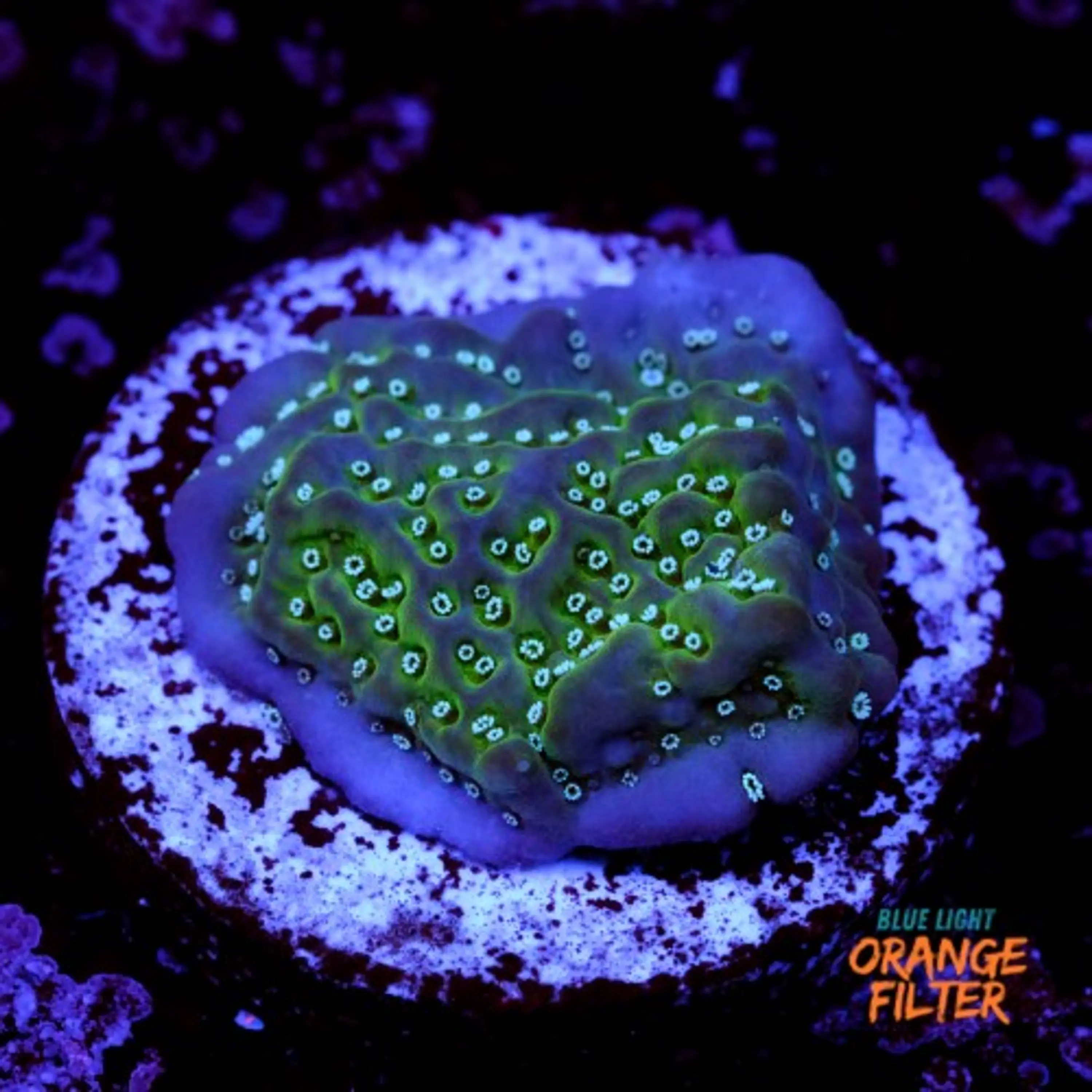 Montipora undata