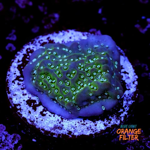 Montipora undata