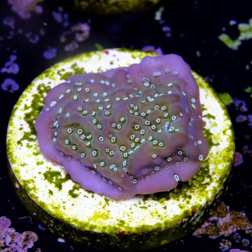 Montipora undata 2