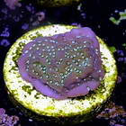 Montipora undata 2