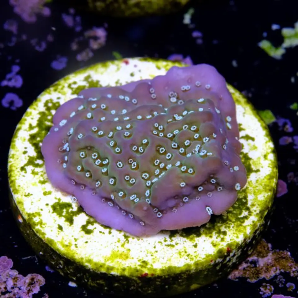 Montipora undata 2
