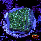 Montipora undata 1