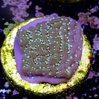 Montipora undata 2