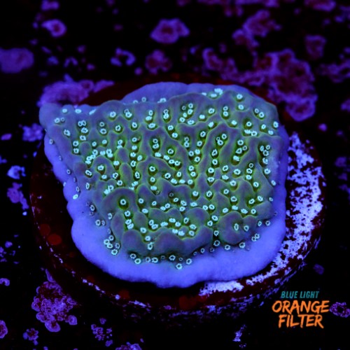 Montipora undata 1