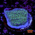 Montipora undata 1