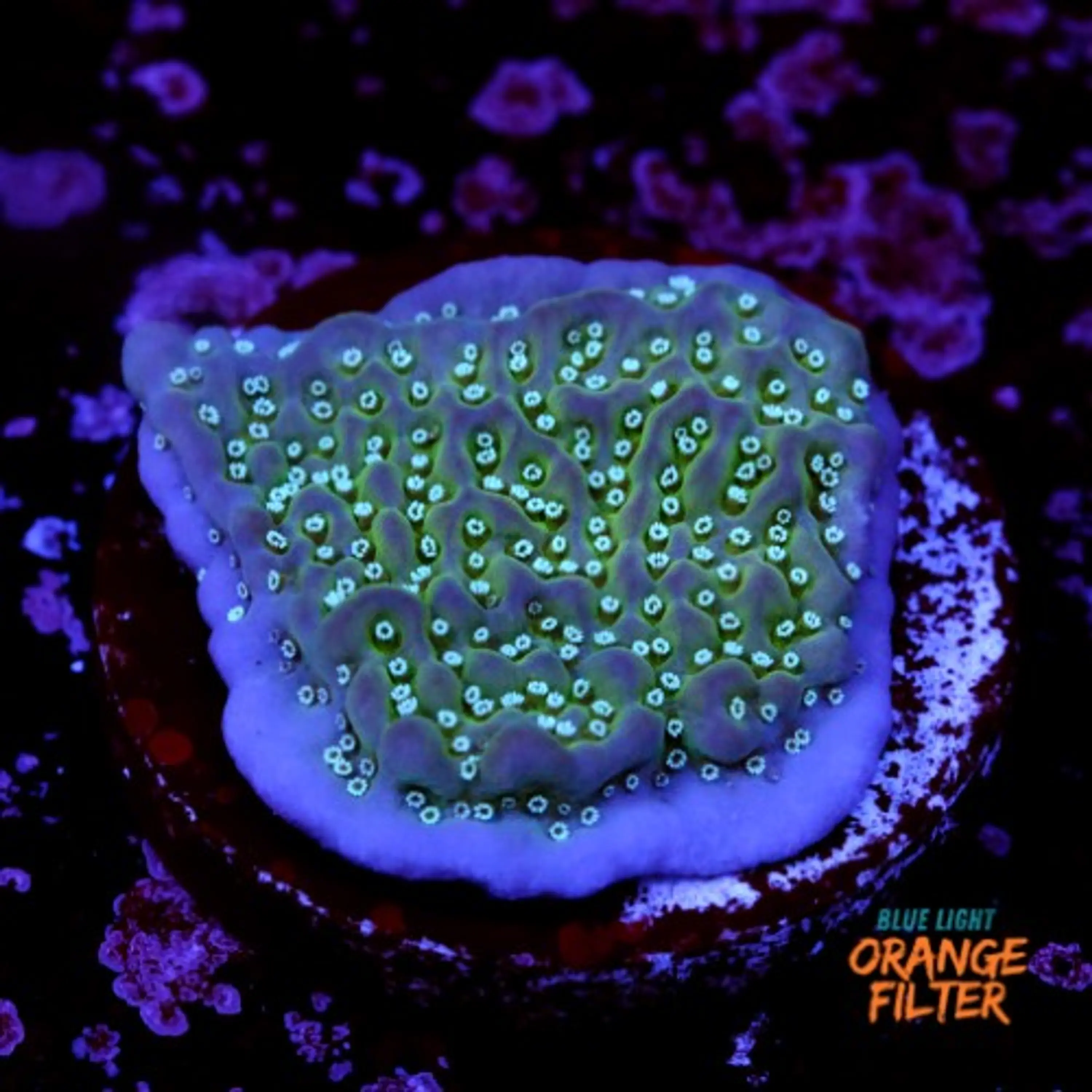 Montipora undata