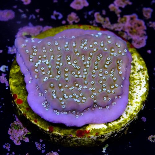 Montipora undata 2